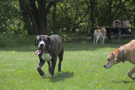 20250601_Dog park and flowers and birds__DSC0239_.jpg