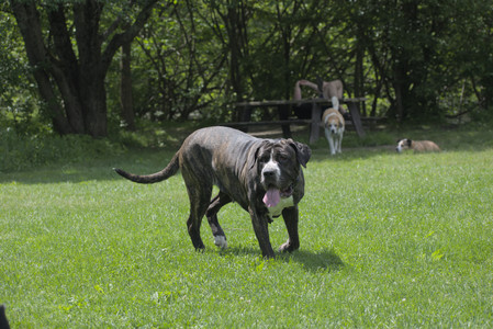 20250601_Dog park and flowers and birds__DSC0240_.jpg