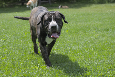 20250601_Dog park and flowers and birds__DSC0243_.jpg