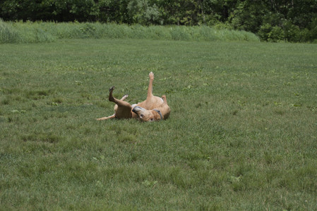 20250601_Dog park and flowers and birds__DSC0253_.jpg