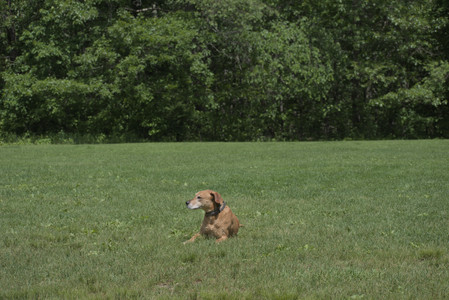 20250601_Dog park and flowers and birds__DSC0262_.jpg