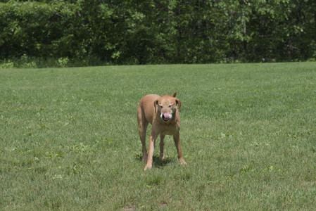 20250601_Dog park and flowers and birds__DSC0266_.jpg