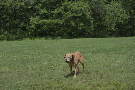 20250601_Dog park and flowers and birds__DSC0268_.jpg
