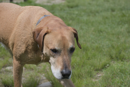 20250601_Dog park and flowers and birds__DSC0277_.jpg