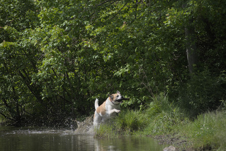 20250601_Dog park and flowers and birds__DSC0288_.jpg