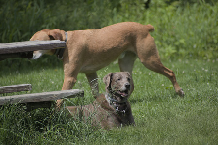 20250601_Dog park and flowers and birds__DSC0294_.jpg