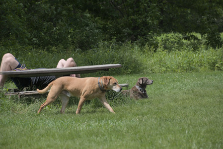 20250601_Dog park and flowers and birds__DSC0306_.jpg