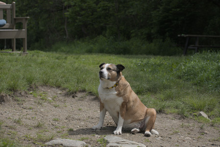 20250601_Dog park and flowers and birds__DSC0311_.jpg