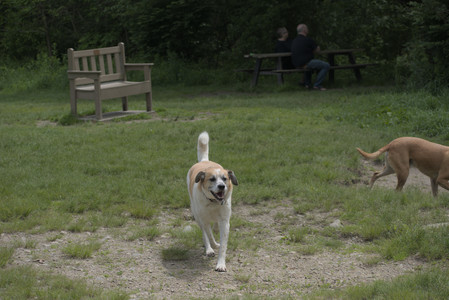 20250601_Dog park and flowers and birds__DSC0318_.jpg