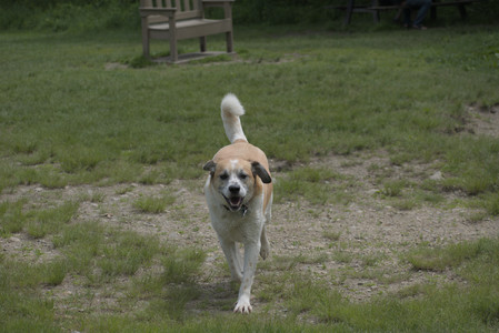 20250601_Dog park and flowers and birds__DSC0322_.jpg