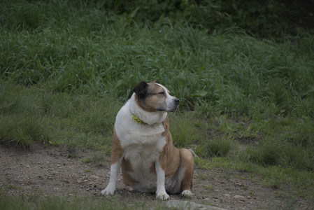 20250601_Dog park and flowers and birds__DSC0324_.jpg