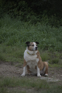 20250601_Dog park and flowers and birds__DSC0329_.jpg