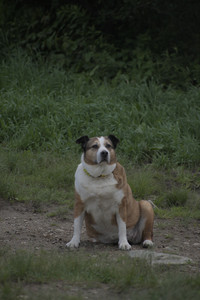 20250601_Dog park and flowers and birds__DSC0340_.jpg