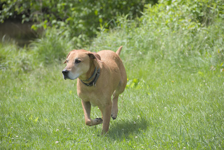 20250601_Dog park and flowers and birds__DSC0345_.jpg