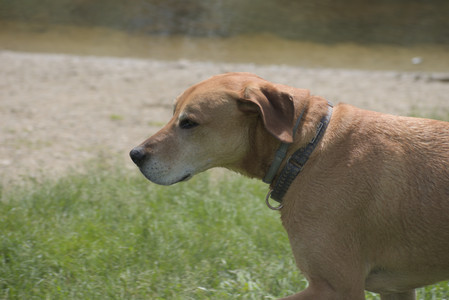 20250601_Dog park and flowers and birds__DSC0352_.jpg