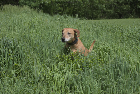 20250601_Dog park and flowers and birds__DSC0363_.jpg