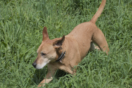 20250601_Dog park and flowers and birds__DSC0367_.jpg