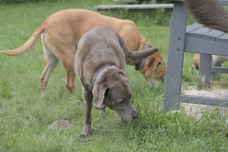 20250601_Dog park and flowers and birds__DSC0386_.jpg