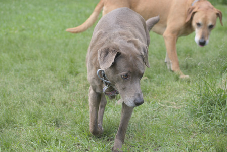 20250601_Dog park and flowers and birds__DSC0388_.jpg