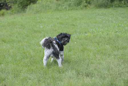 20250601_Dog park and flowers and birds__DSC0392_.jpg