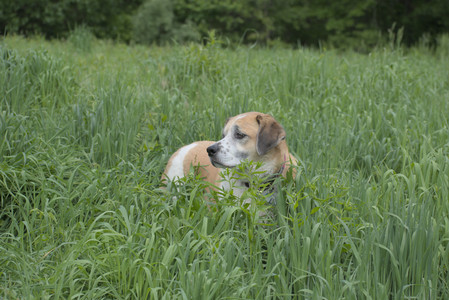 20250601_Dog park and flowers and birds__DSC0397_.jpg