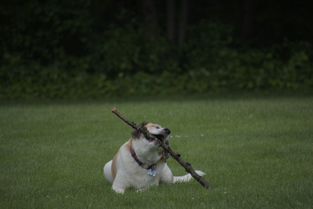 20250601_Dog park and flowers and birds__DSC0410_.jpg