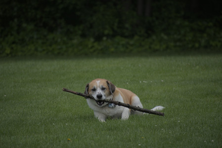 20250601_Dog park and flowers and birds__DSC0413_.jpg