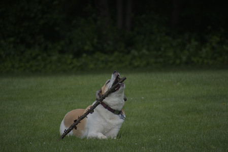 20250601_Dog park and flowers and birds__DSC0419_.jpg