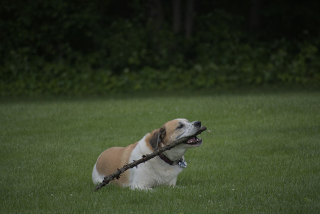 20250601_Dog park and flowers and birds__DSC0421_.jpg