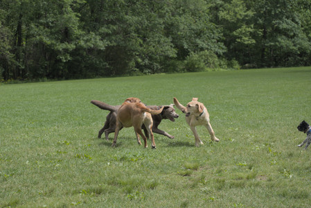 20250601_Dog park and flowers and birds__DSC0440_.jpg