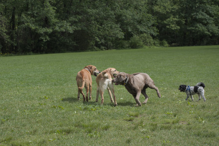 20250601_Dog park and flowers and birds__DSC0443_.jpg