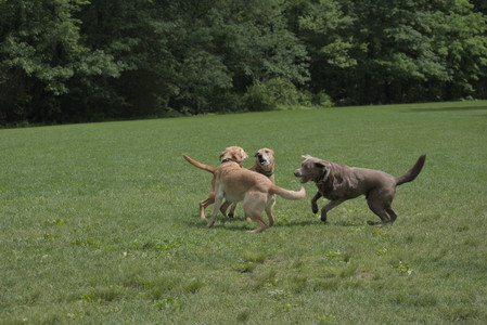 20250601_Dog park and flowers and birds__DSC0449_.jpg