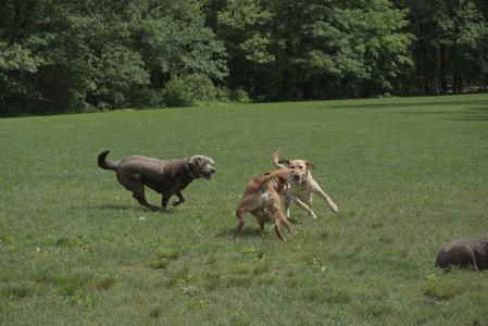 20250601_Dog park and flowers and birds__DSC0455_.jpg