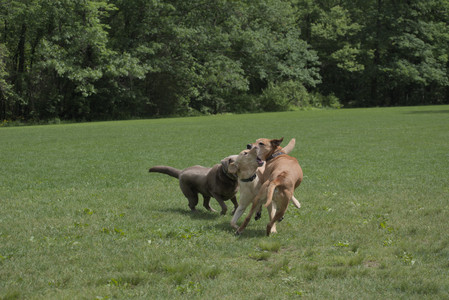 20250601_Dog park and flowers and birds__DSC0463_.jpg