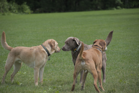 20250601_Dog park and flowers and birds__DSC0469_.jpg