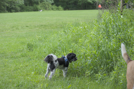 20250601_Dog park and flowers and birds__DSC0482_.jpg