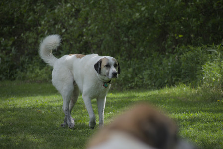 20250601_Dog park and flowers and birds__DSC0486_.jpg