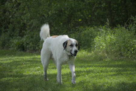 20250601_Dog park and flowers and birds__DSC0489_.jpg