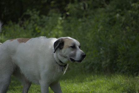 20250601_Dog park and flowers and birds__DSC0490_.jpg