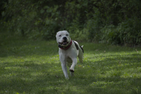 20250601_Dog park and flowers and birds__DSC0504_.jpg