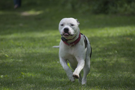 20250601_Dog park and flowers and birds__DSC0506_.jpg