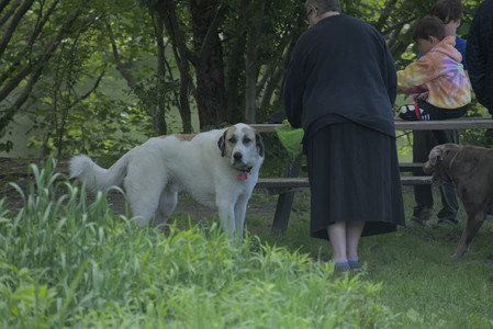 20250601_Dog park and flowers and birds__DSC0517_.jpg