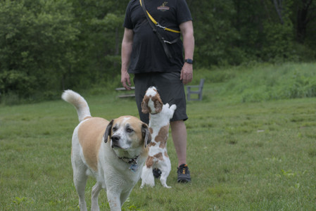 20250601_Dog park and flowers and birds__DSC0529_.jpg