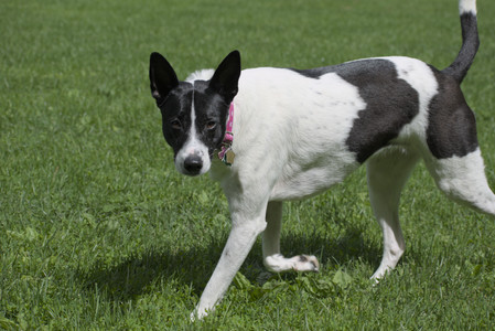 20250601_Dog park and flowers and birds__DSC0530_.jpg