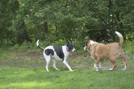 20250601_Dog park and flowers and birds__DSC0539_.jpg