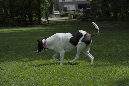 20250601_Dog park and flowers and birds__DSC0545_.jpg