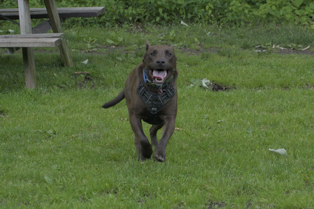 20250602_BIRDS and dog park and MORE BIRDS__DSC0214_.jpg