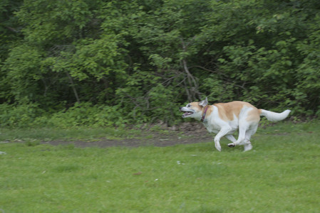 20250602_BIRDS and dog park and MORE BIRDS__DSC0220_.jpg