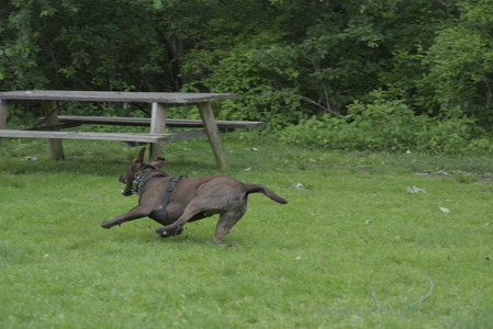 20250602_BIRDS and dog park and MORE BIRDS__DSC0223_.jpg