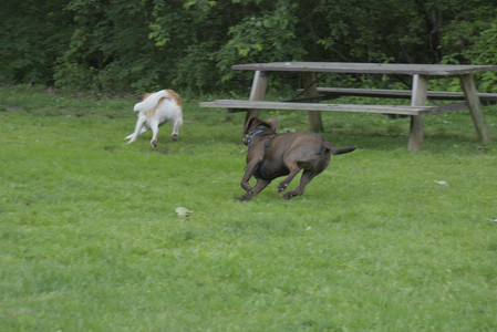 20250602_BIRDS and dog park and MORE BIRDS__DSC0224_.jpg